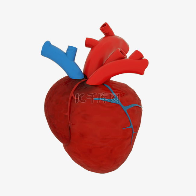 3D立体心脏内脏器官