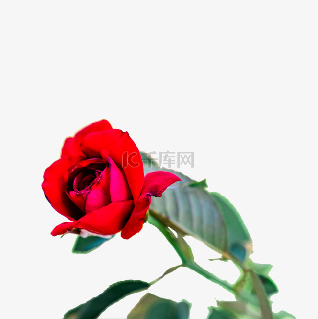 鲜花红玫瑰花朵植物花卉
