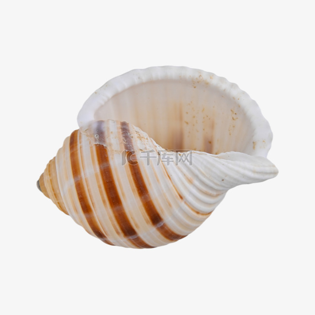 海螺螺纹配件贝类