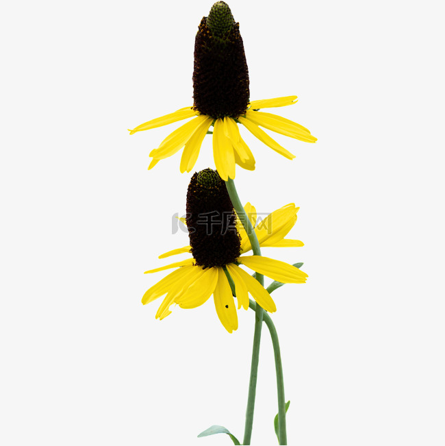 黑心金光菊鲜花摄影图花瓣植物