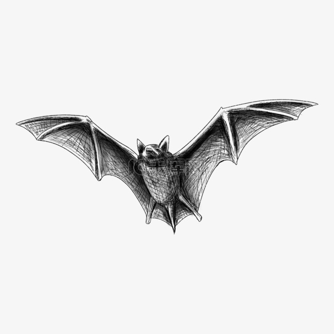 蝙蝠素描黑色高飞翱翔