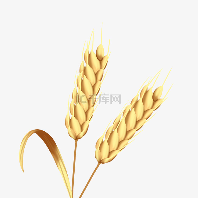 金色小麦麦子