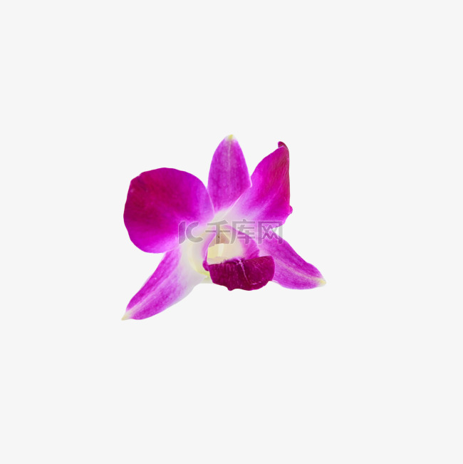 紫洋兰花园花瓣叶子