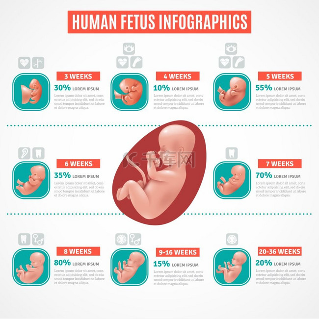 人类胎儿信息图逼真风格的人类胎