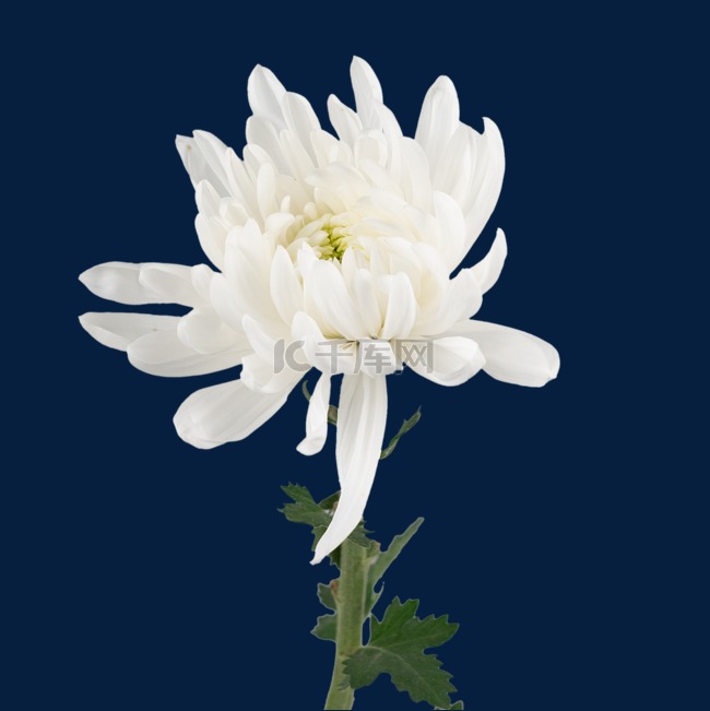 清明节白色菊花