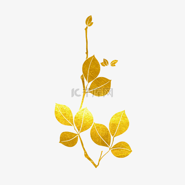 金箔金边植物叶子