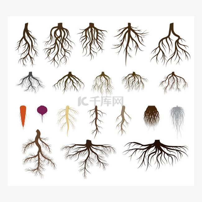 Root system set