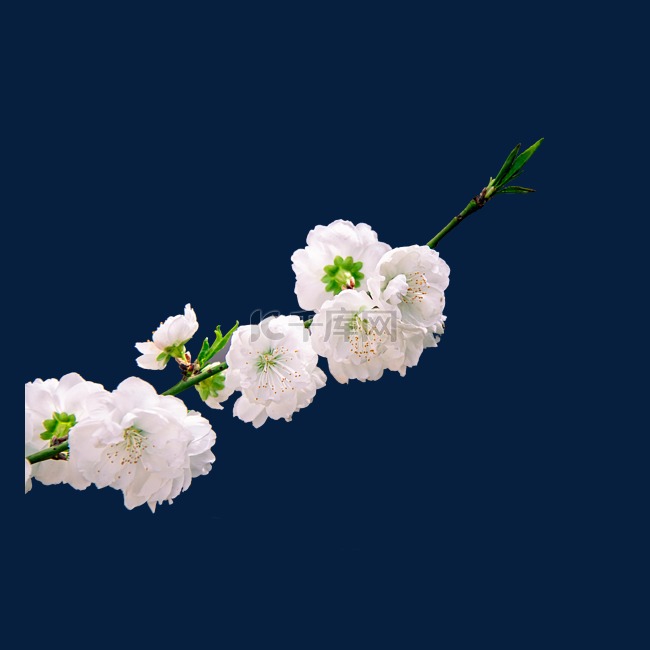 白色樱花花枝