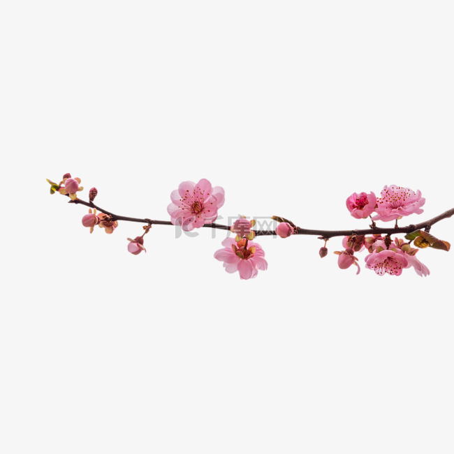 春天植物粉色桃花