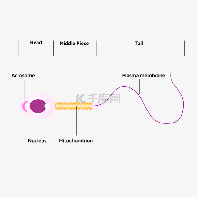 精子细胞结构生物学科学