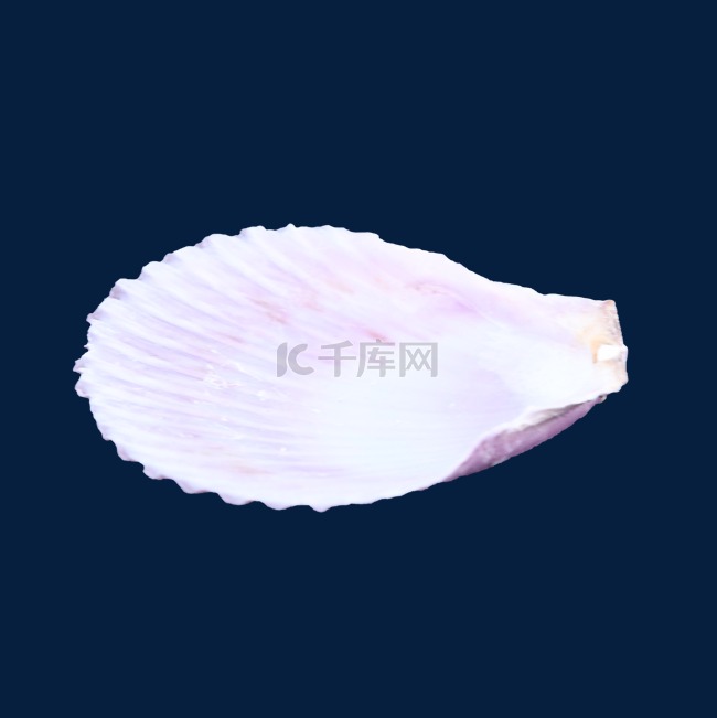 装饰品海洋贝壳