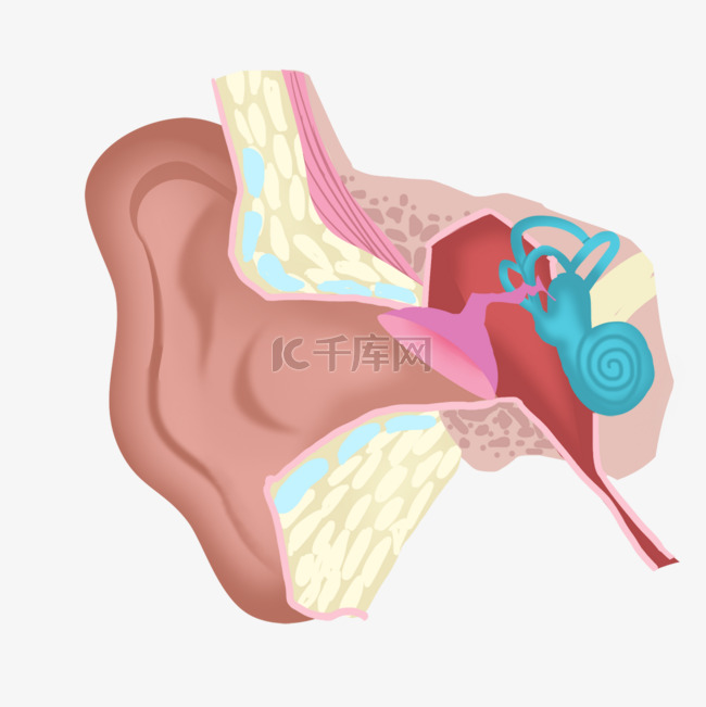 人耳解剖医学彩色插图