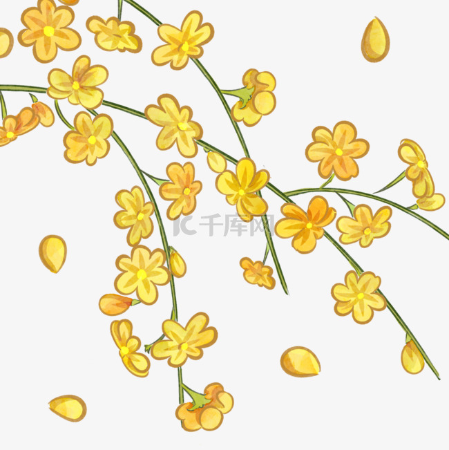 黄色春季迎春花植物