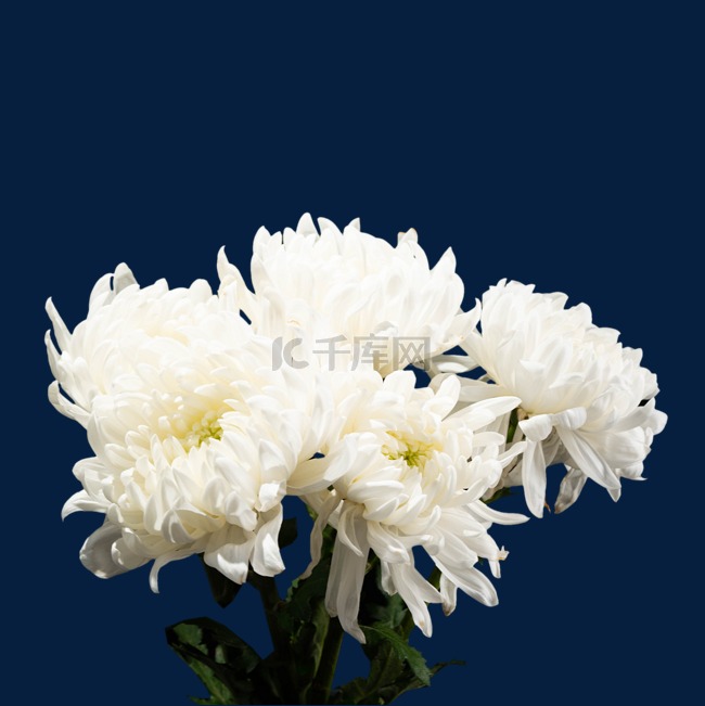清明节祭祀祭祖白色菊花