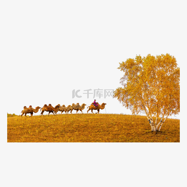 秋季骆驼草原走动