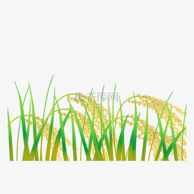 农作物水稻稻穗