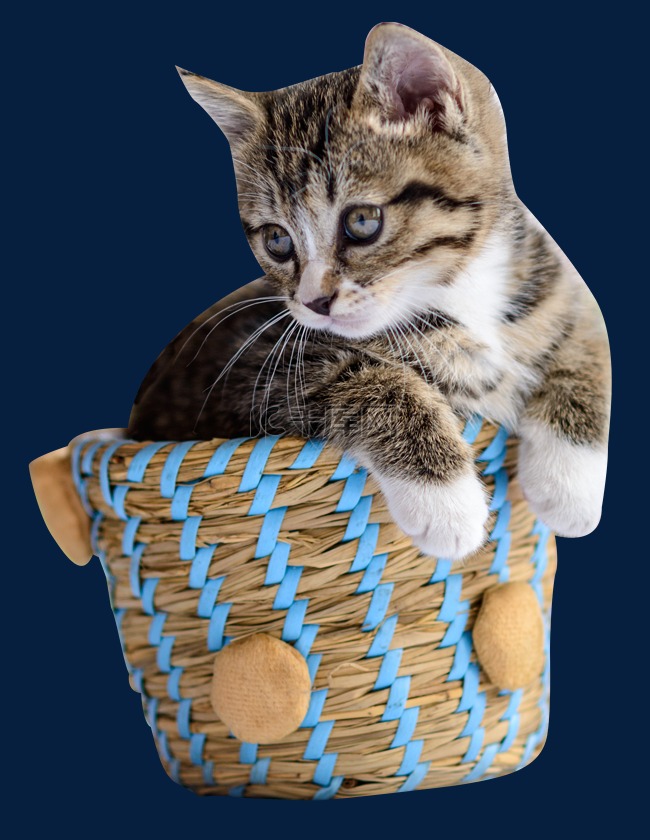 小猫咪篮子里玩