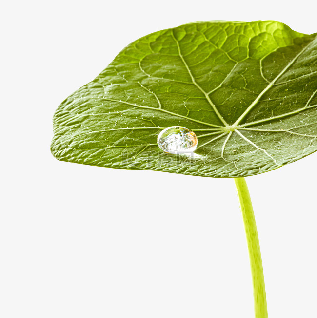 文艺绿植荷叶露珠水珠水滴