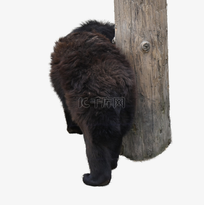 野生美洲黑熊动物食肉