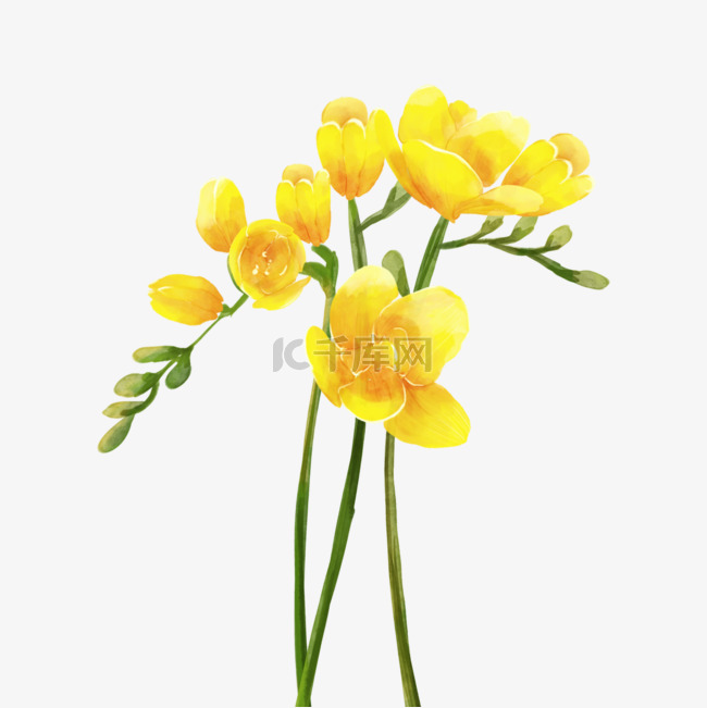 苍兰黄色婚礼花卉水彩