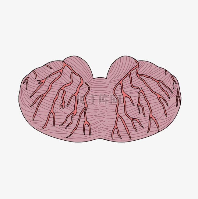 神经病学人类小脑插画