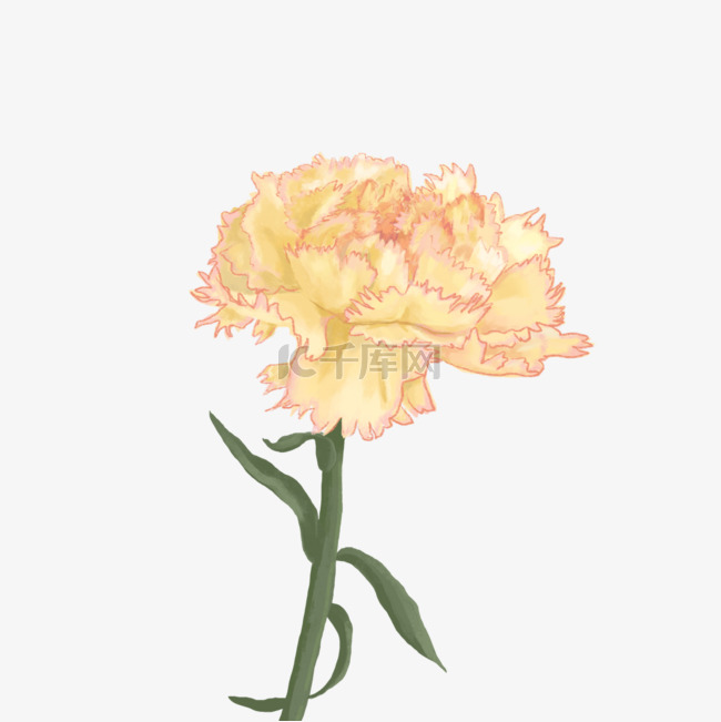 黄色康乃馨花朵