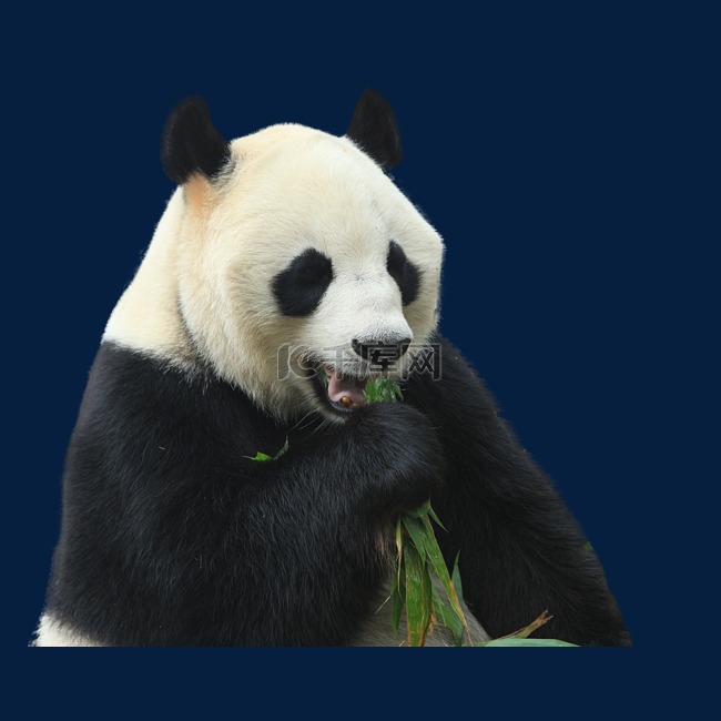 动物园大熊猫吃竹叶