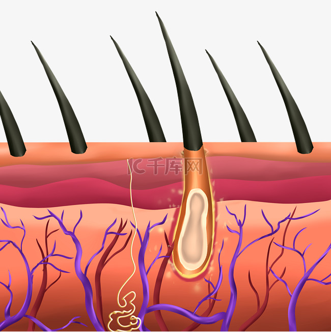 美发护发头发毛囊剖面图发根毛发