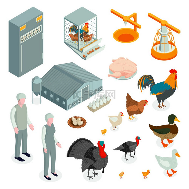 等距家禽养殖场鸡集带有动物和产