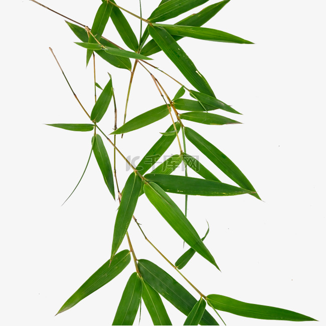 竹叶植物有机