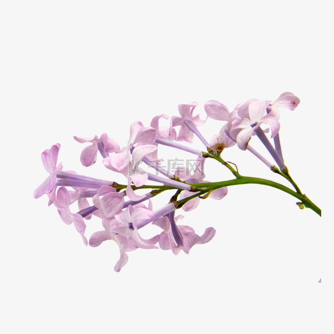 紫丁香花花枝