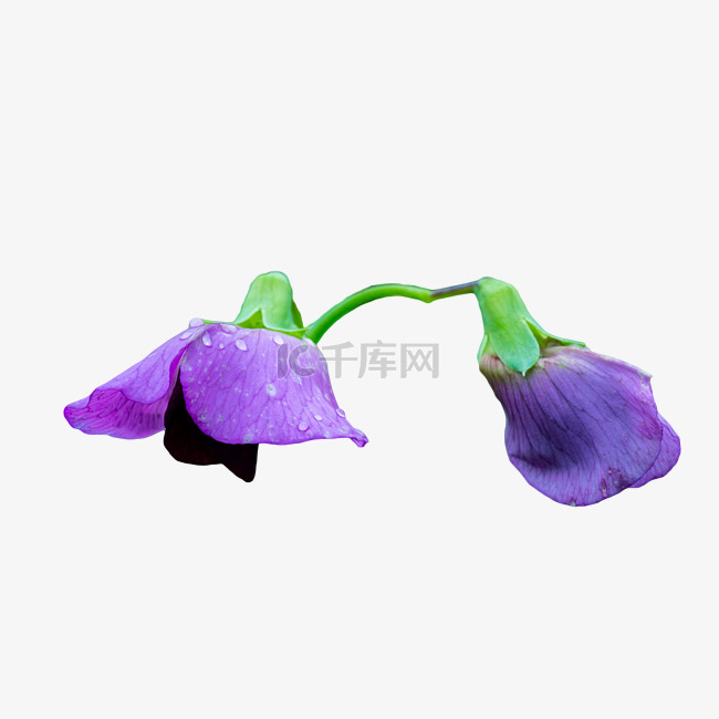 豌豆花紫色