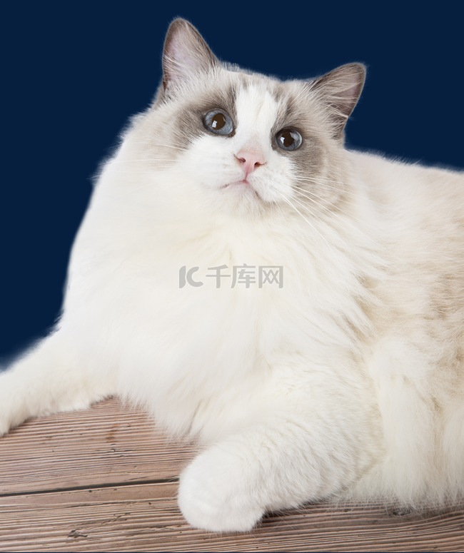 宠物布偶猫猫咪白猫长毛