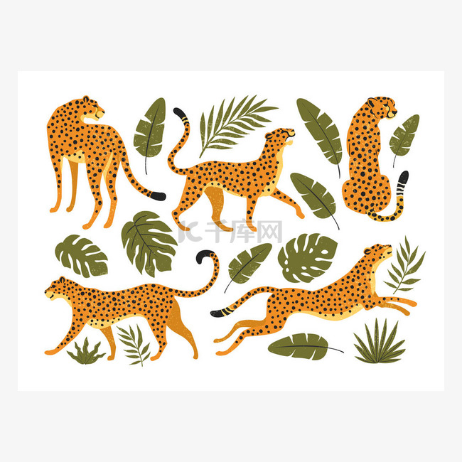 猎豹、猎豹和热带树叶的病媒群。