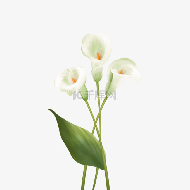 白色水彩马蹄莲花卉植物