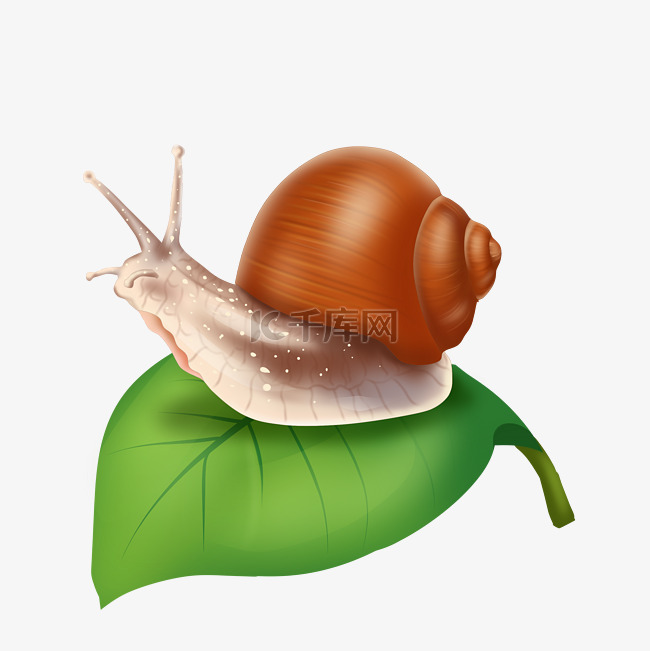 写实棕色蜗牛