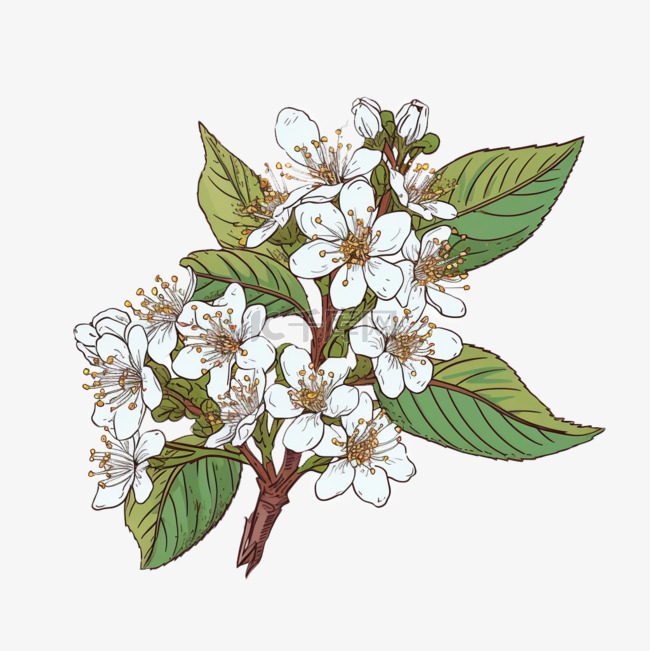 扁平插画手绘免抠元素白色樱花