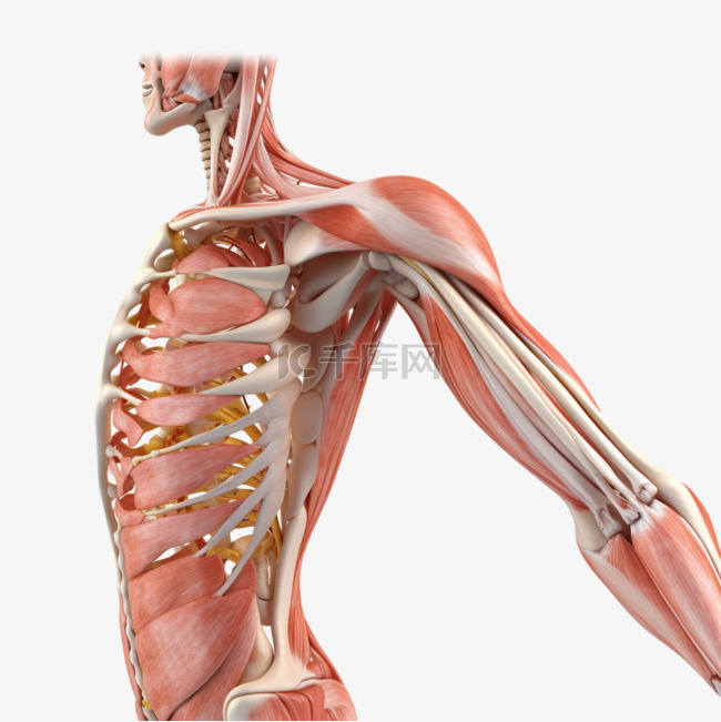 医学医疗人体组织肌肉骨骼