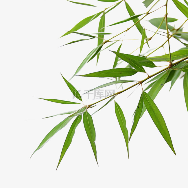 竹叶植物装饰边框免抠元素