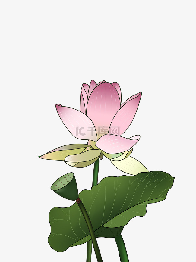 手绘粉色渐变荷花荷叶花瓣花蕾莲