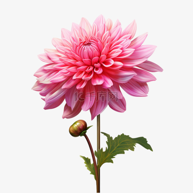 花朵植物粉色菊花3d元素立体免