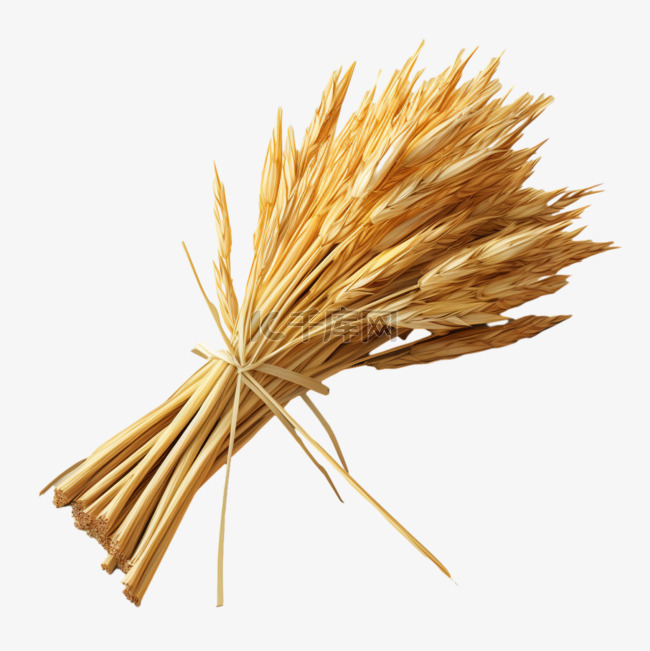 麦子麦秆谷物AI免扣素材写实