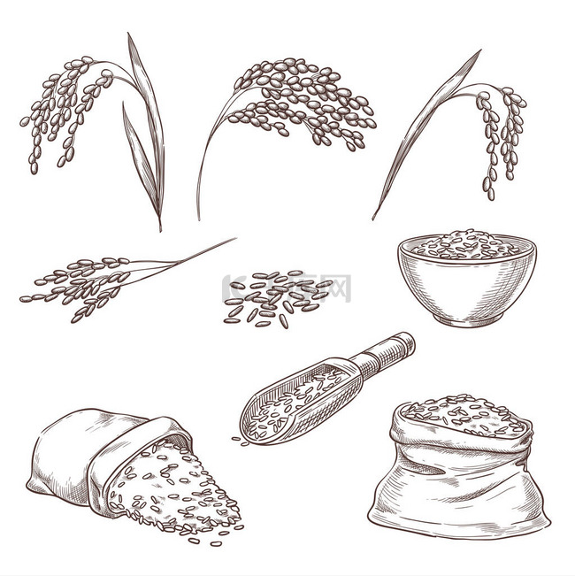 米粒小穗,谷粒袋,粥碗.矢量草