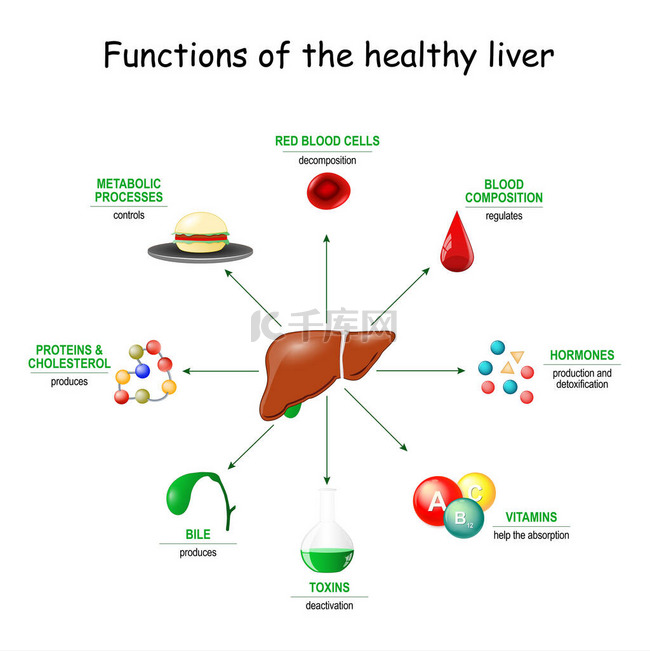 健康肝脏的功能。从解毒、解毒、