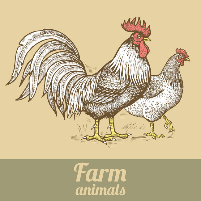 农场家禽鸡和母鸡.