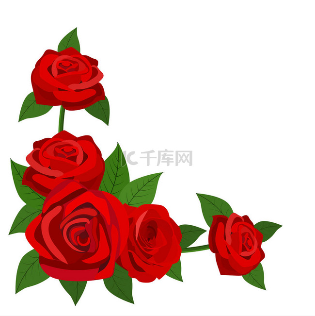 红玫瑰与孤立在白色背景上的叶子