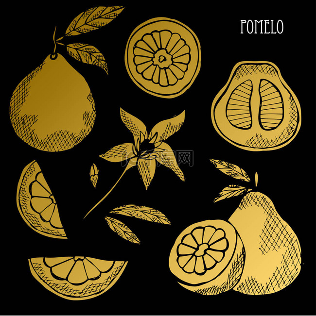 Hand drawn golden pomelos, whole and sliced, design elements. Can be