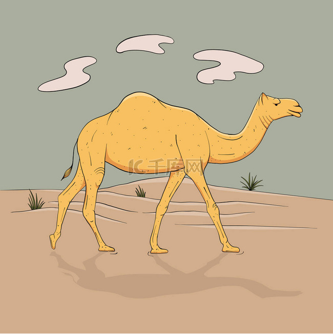 单峰骆驼, 一只双峰骆驼在完全