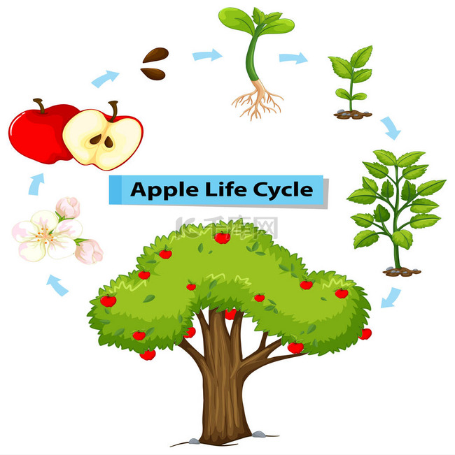 图中显示生命周期的苹果