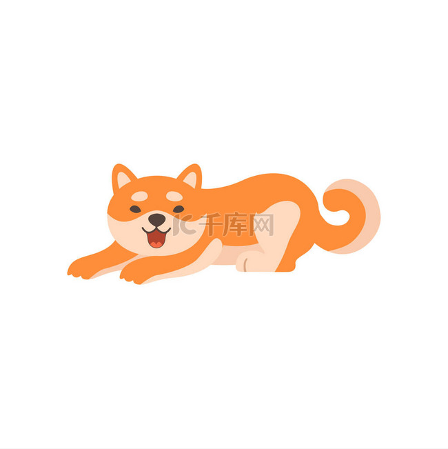 可爱的 Shiba Inu 狗